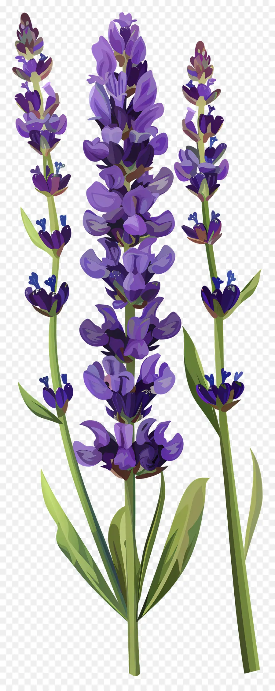 Fleur De Lavande，Fleurs Violettes PNG