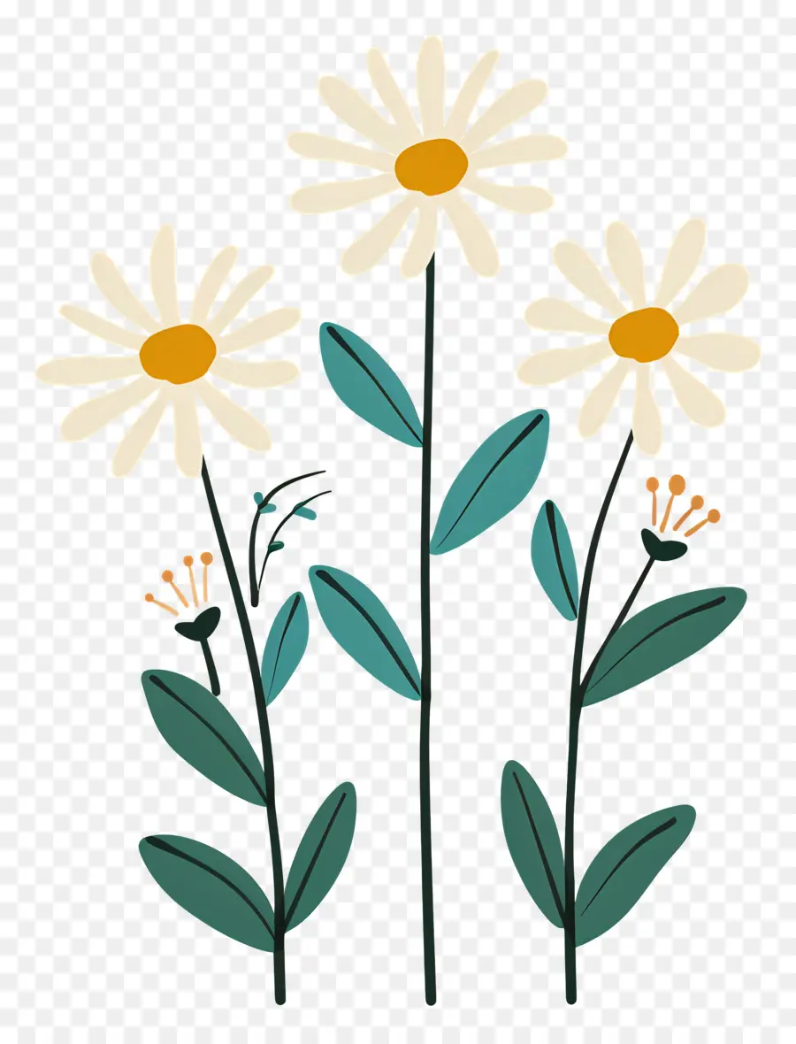 Fleurs De Marguerite，Marguerites Artistiques PNG