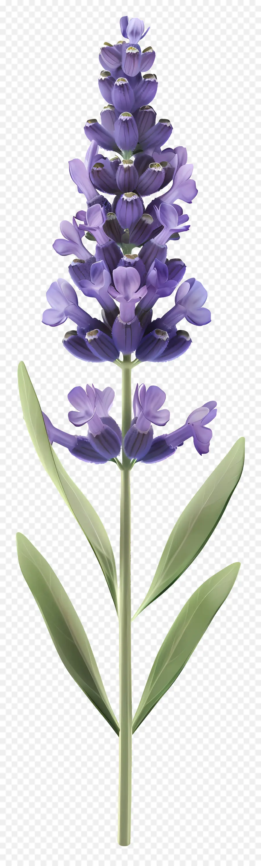 Fleur De Lavande，Lavande PNG