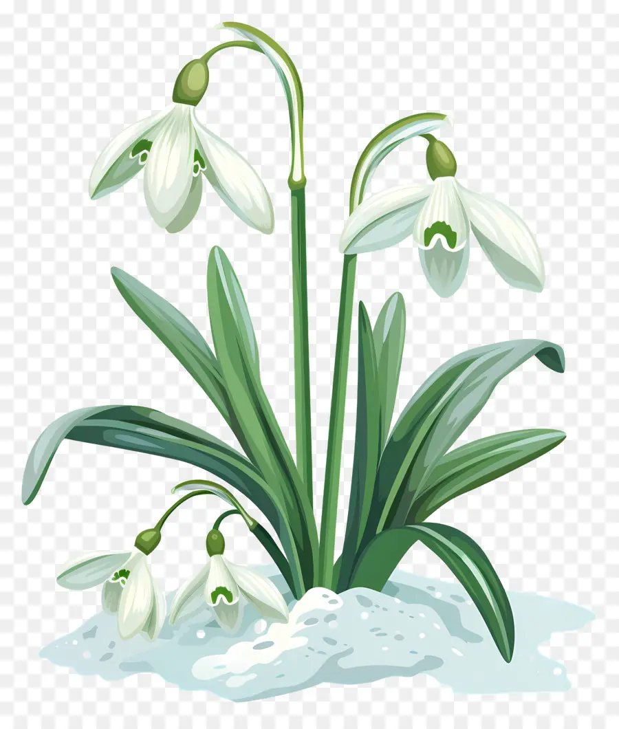 Perce Neige，Fleurs De Perce Neige Dans La Neige PNG