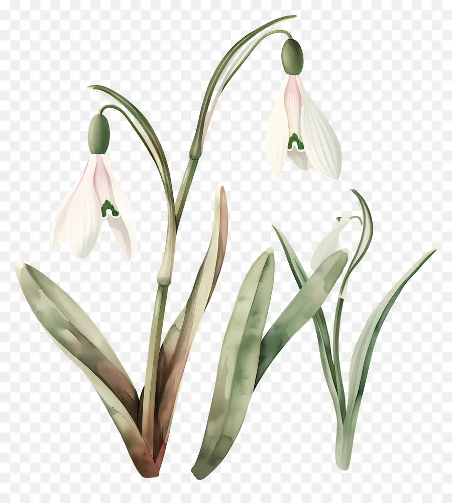 Perce Neige，Fleurs De Perce Neige PNG