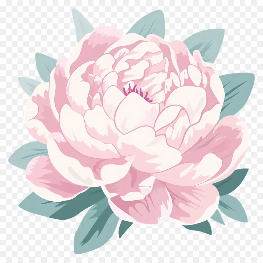 Fleur De Pivoine，Fleur Rose PNG