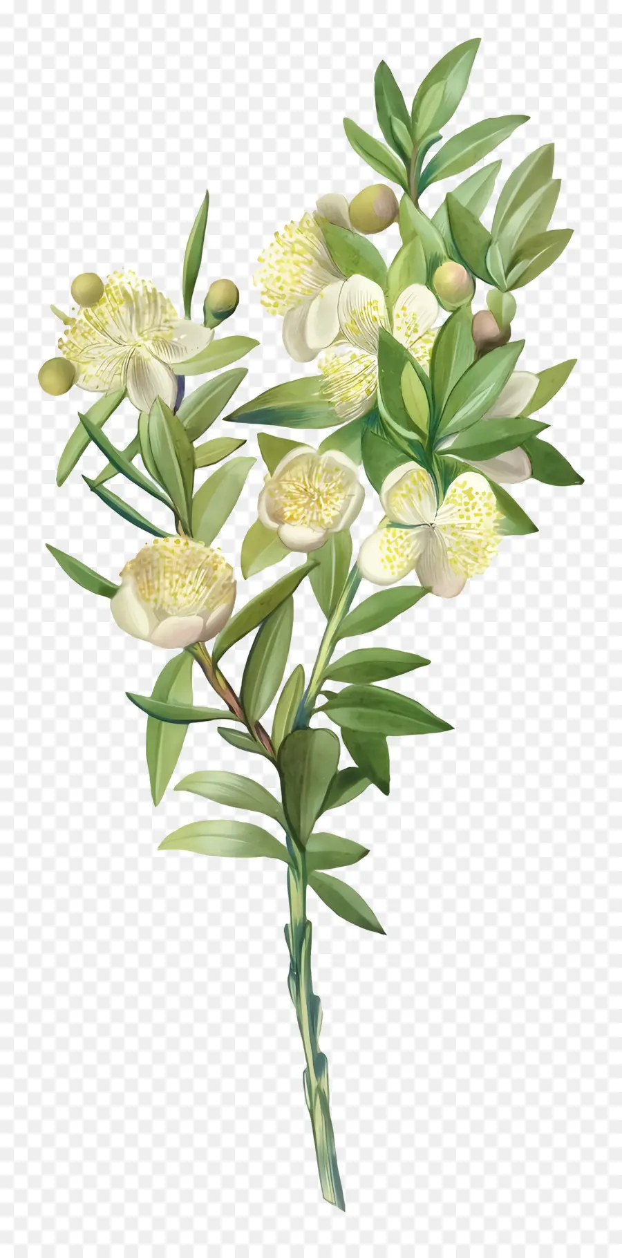 Fleurs Anciennes，Fleurs De Myrte Blanc PNG