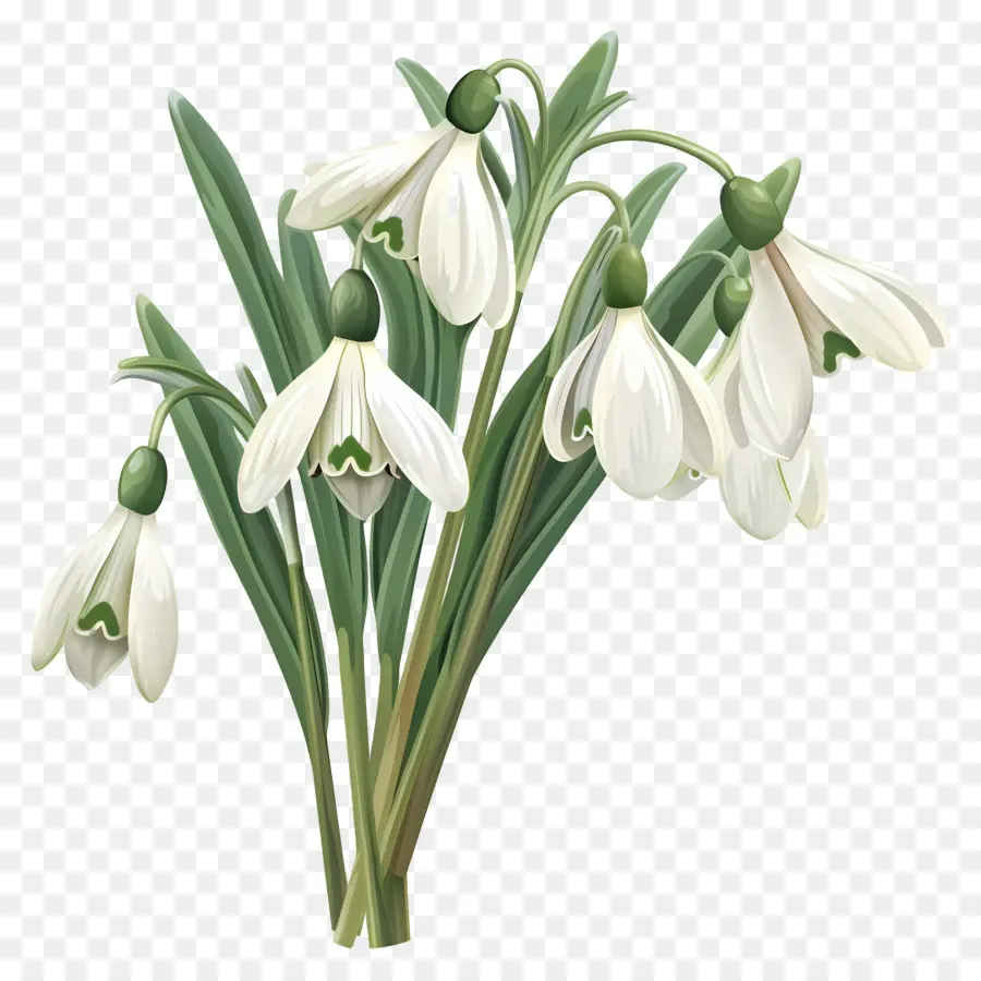 Perce Neige，Tulipes Blanches PNG