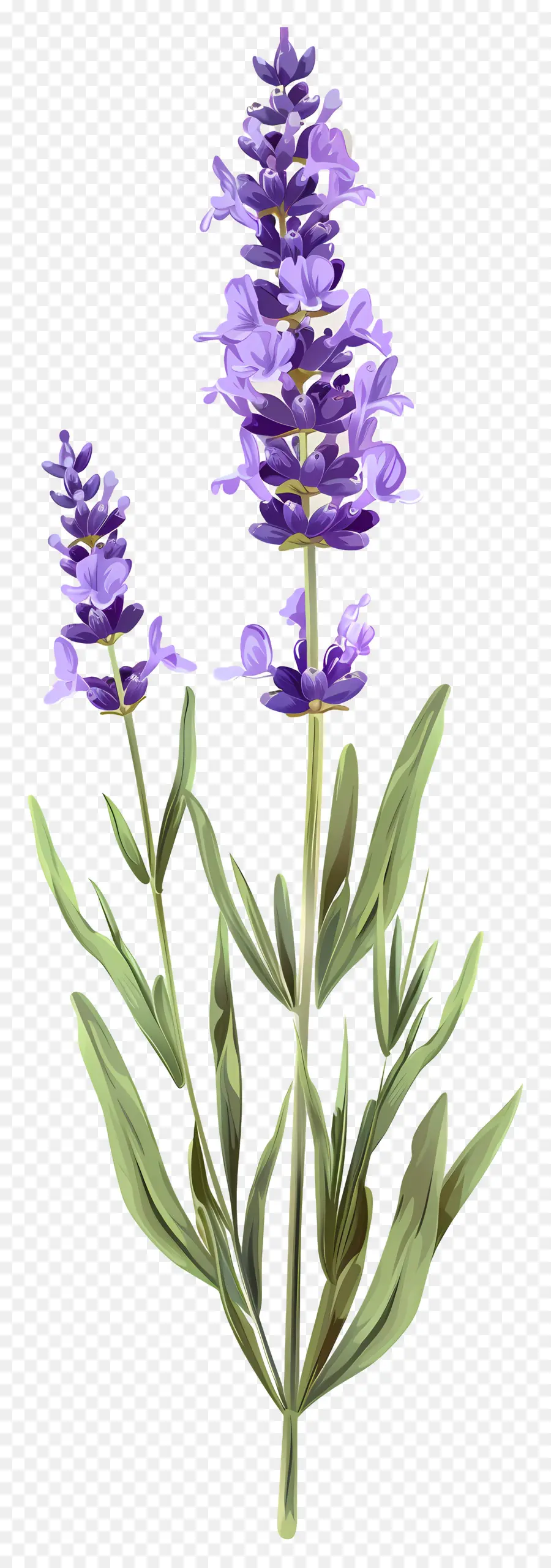 Fleur De Lavande，Lavande PNG