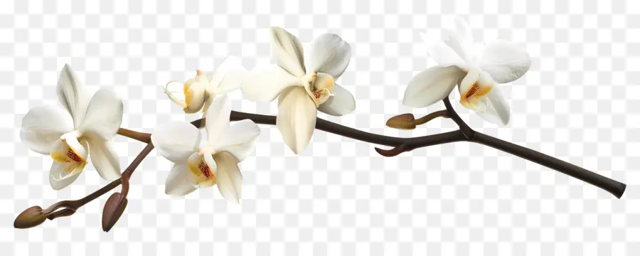 Fleurs D'orchidée Vanille，Orchidées Blanches PNG