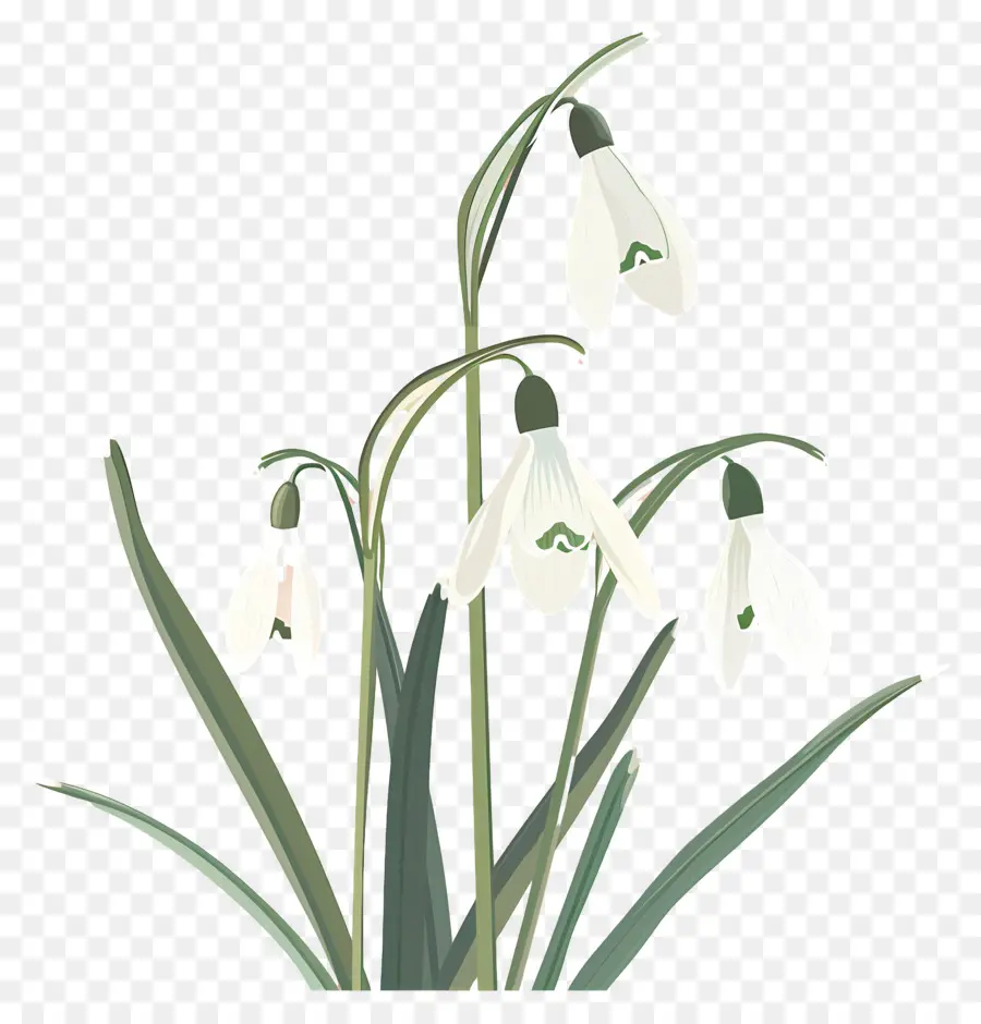 Perce Neige，Fleurs De Perce Neige PNG