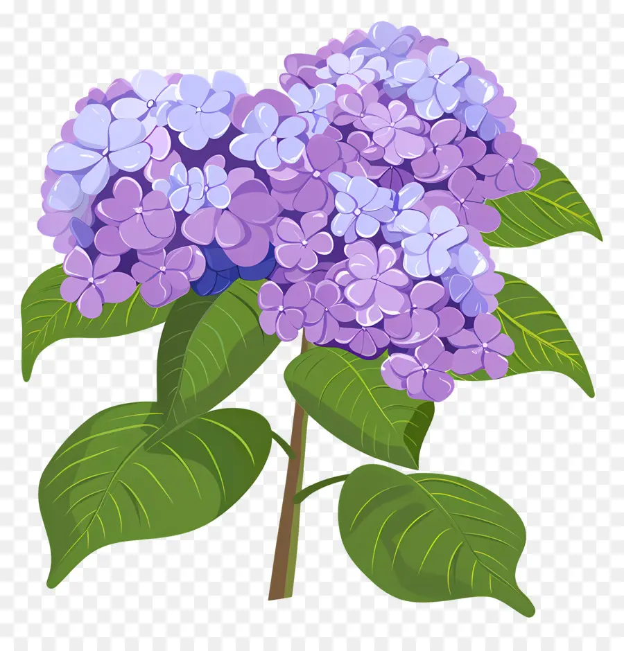 Arbuste D'hortensia，Fleurs Violettes PNG