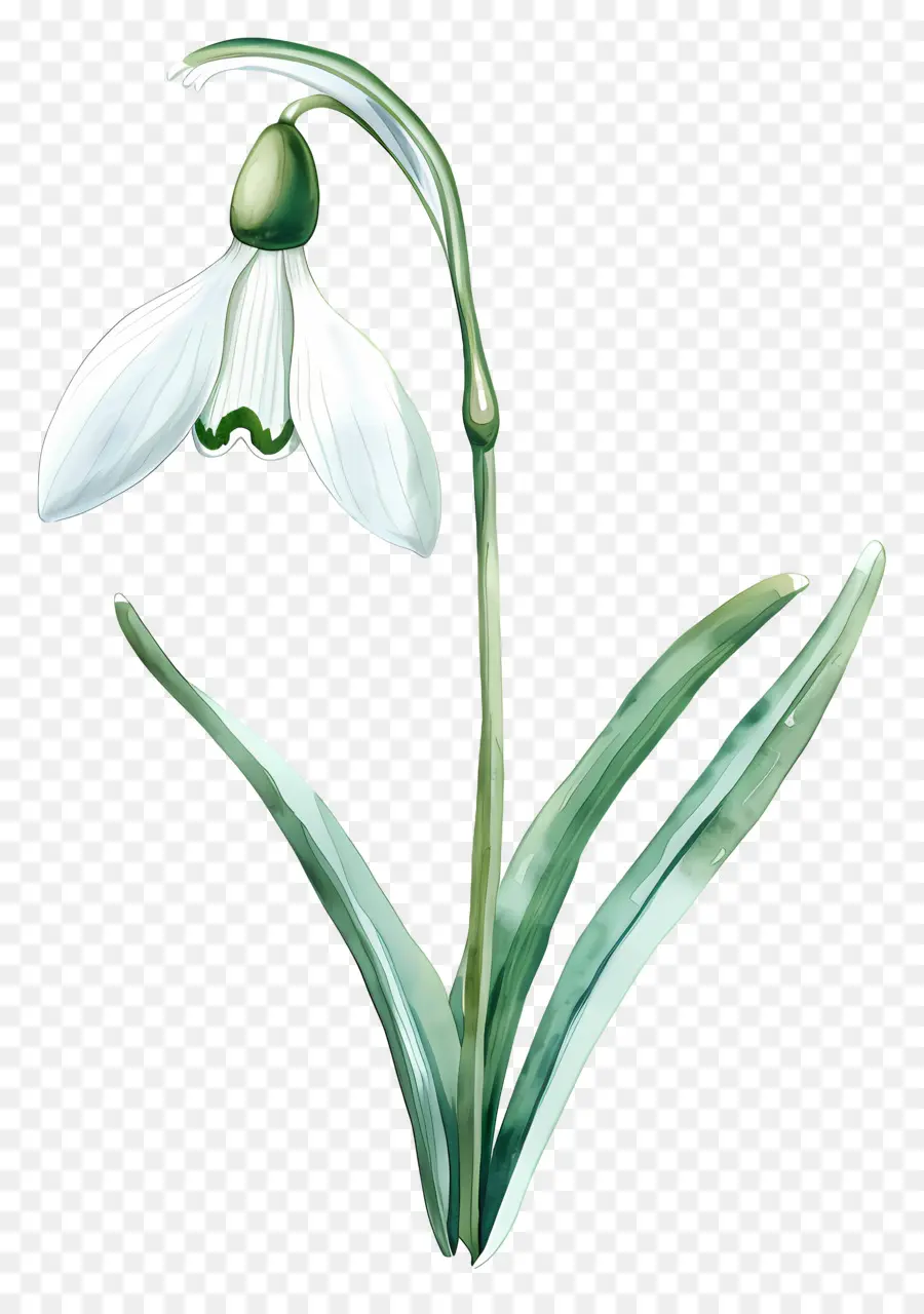 Perce Neige，Fleur De Perce Neige PNG