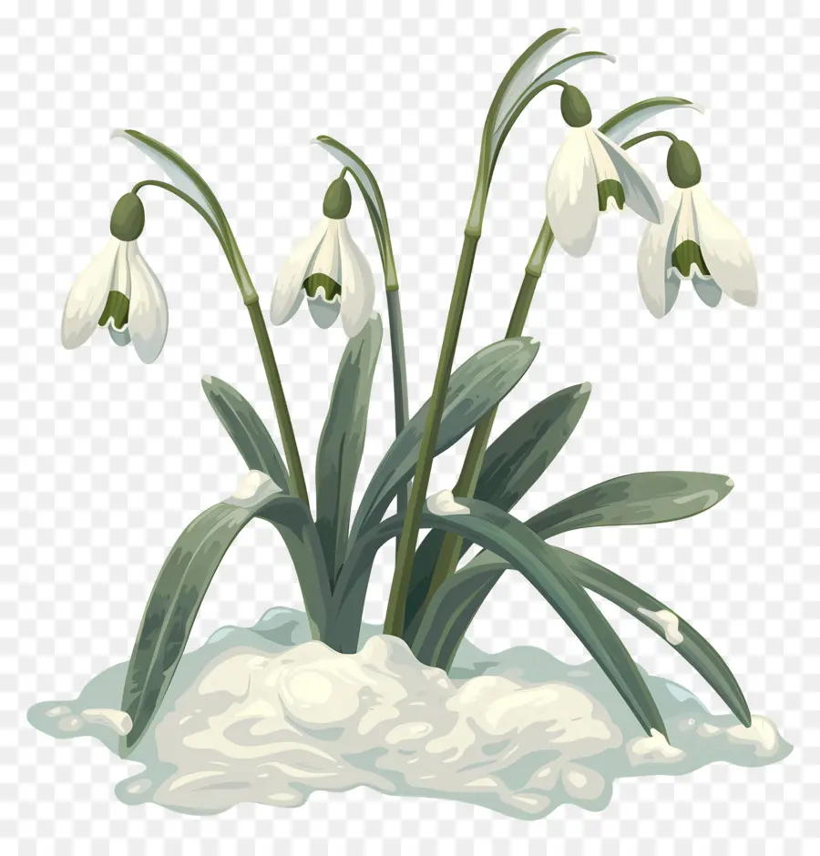 Perce Neige，Fleurs De Perce Neige Dans La Neige PNG