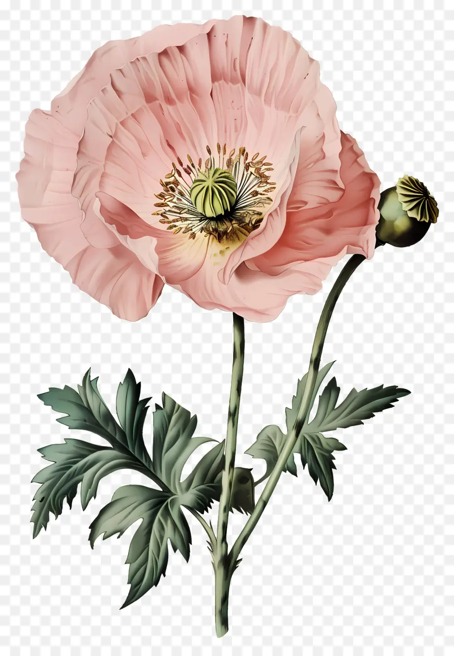 Fleur Vintage，Coquelicot Rouge PNG