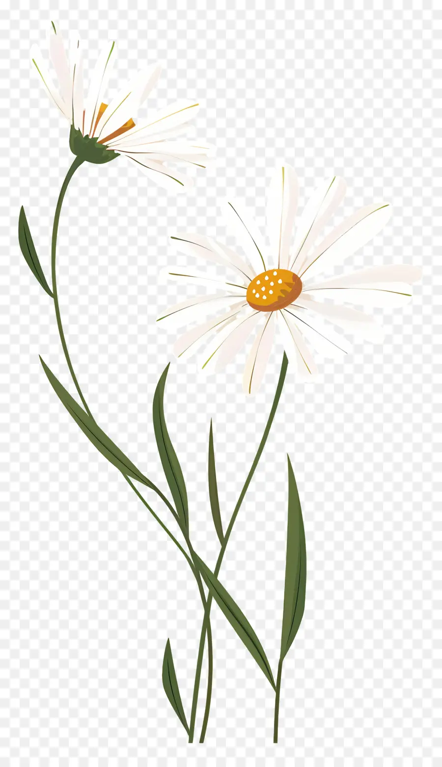 Fleurs De Marguerite，Marguerites PNG