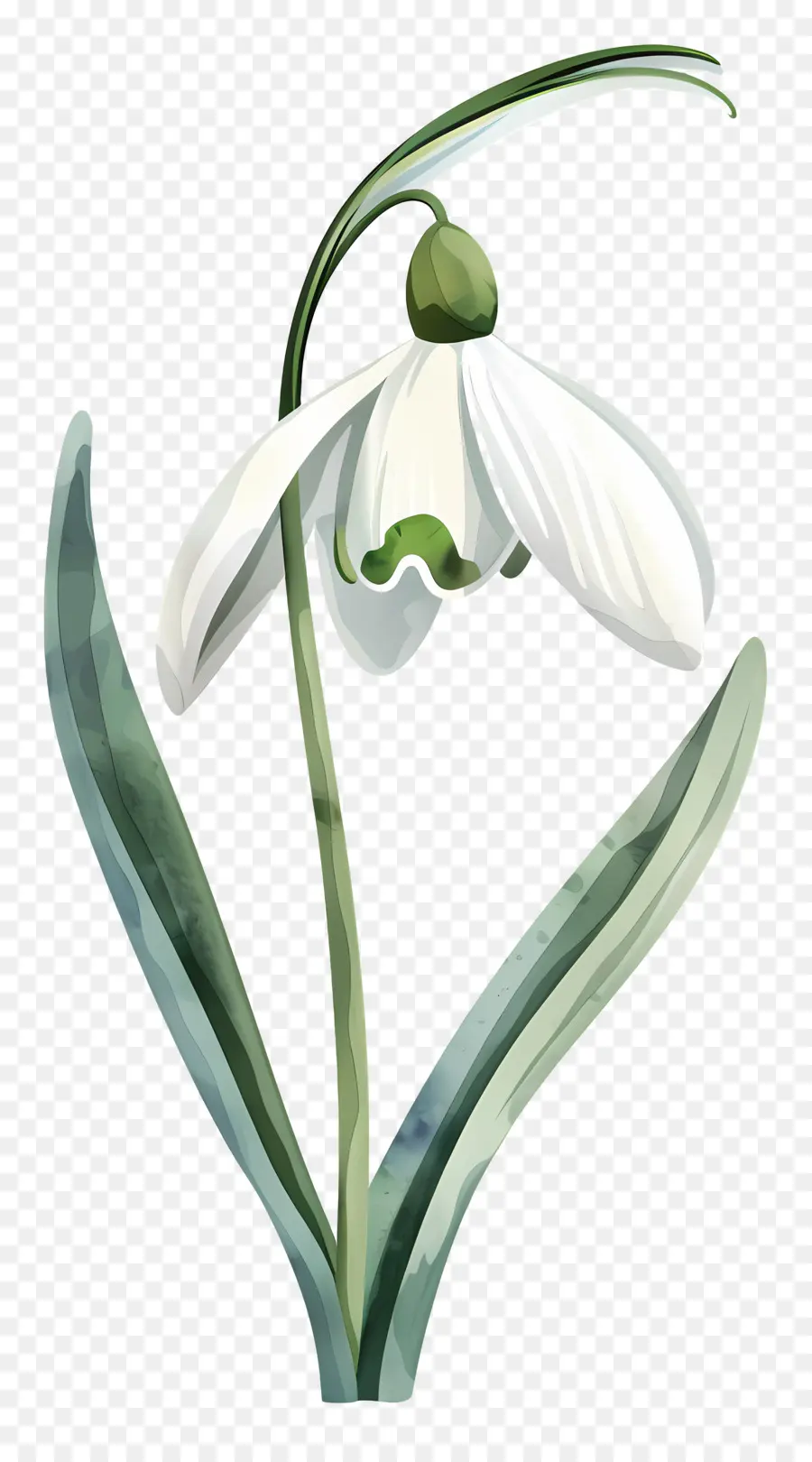 Perce Neige，Fleur De Perce Neige PNG