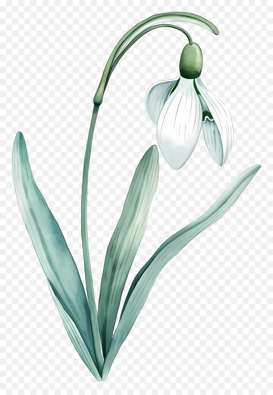 Perce Neige，Fleur De Perce Neige PNG