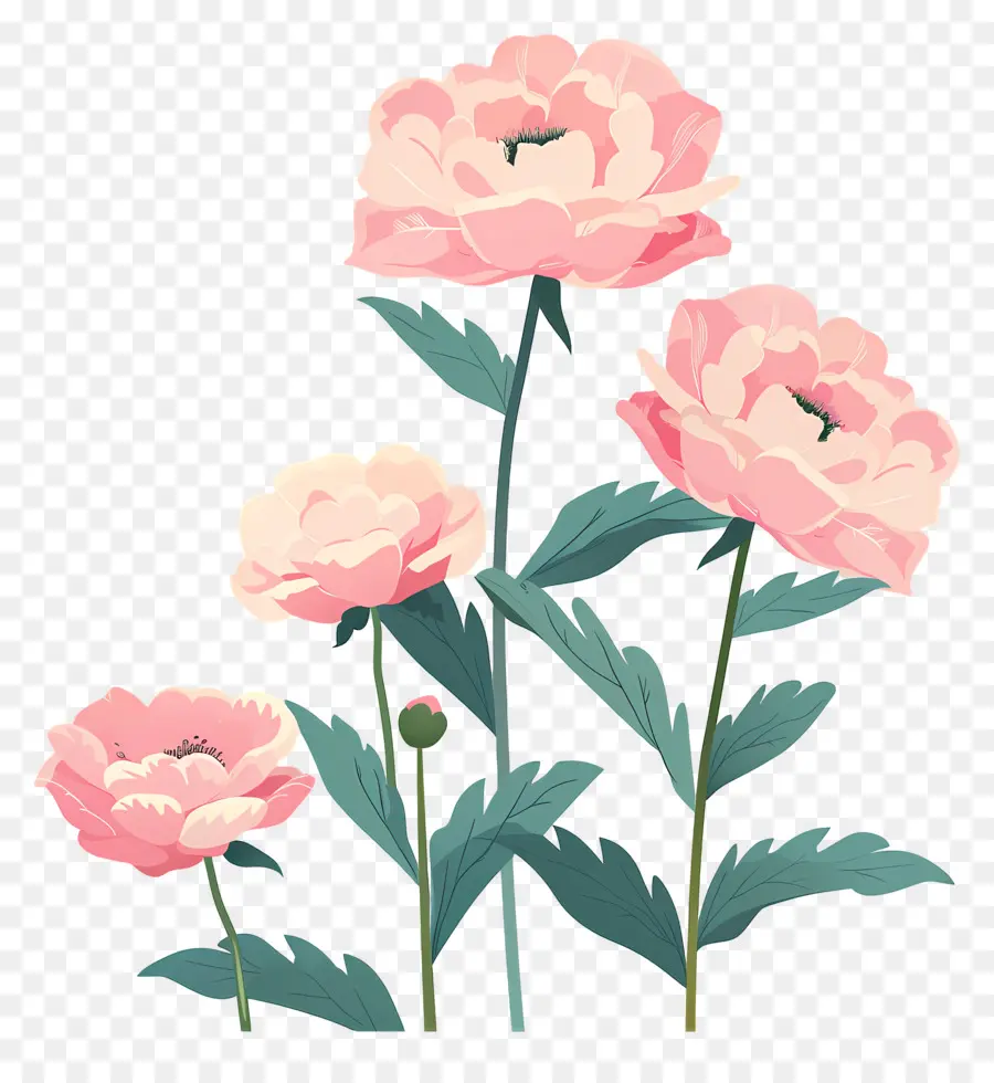 Fleurs De Pivoine，Pivoine PNG