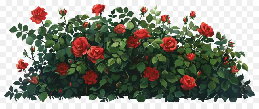 Rosier，Roses Rouges PNG