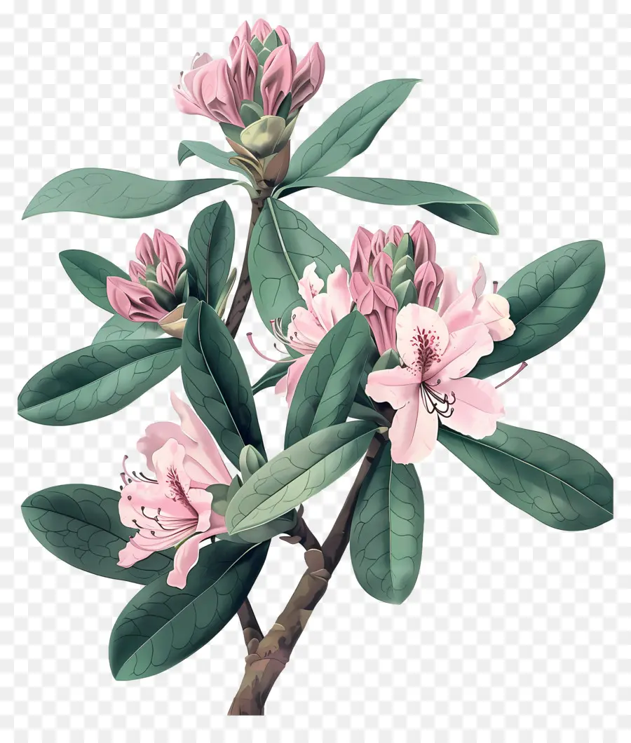 Fleurs Anciennes，Rhododendron Rose PNG