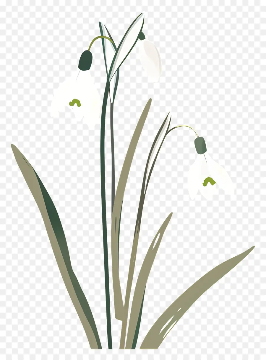 Perce Neige，Perce Neige Blancs PNG