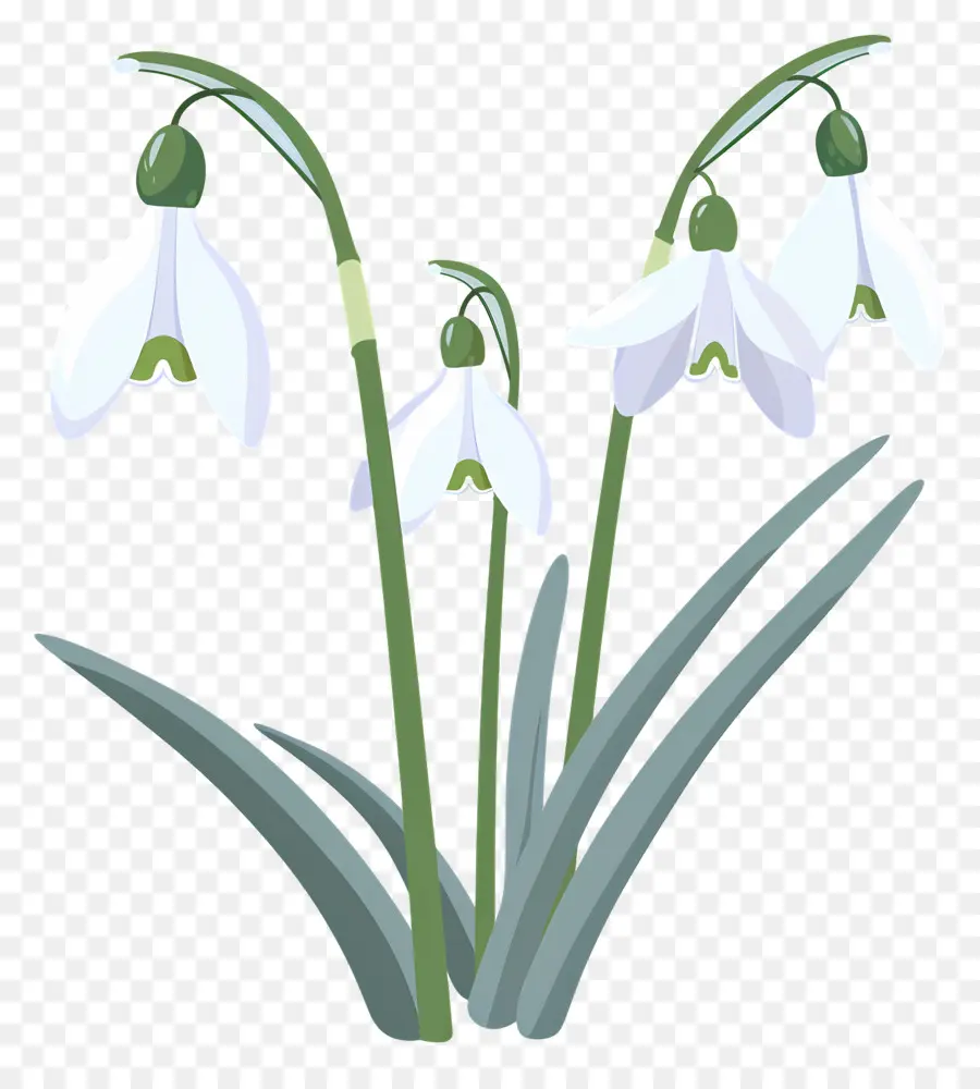 Perce Neige，Perce Neige Pastel PNG