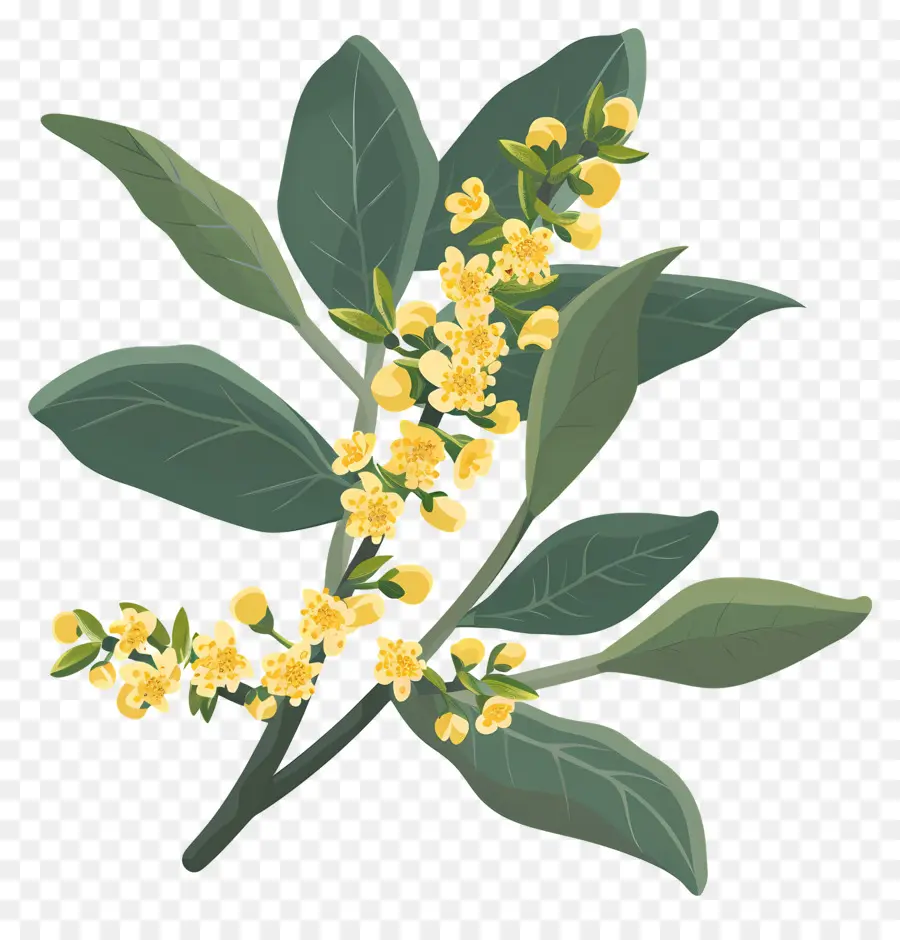 Fleur D'osmanthus，Fleurs Jaunes PNG