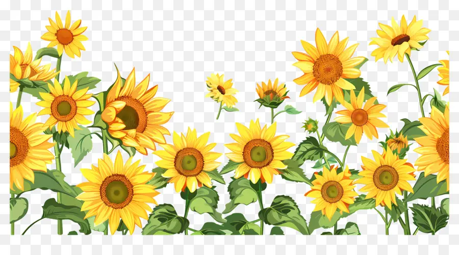 Bordure De Tournesols，Tournesols Et Fleurs Sauvages PNG