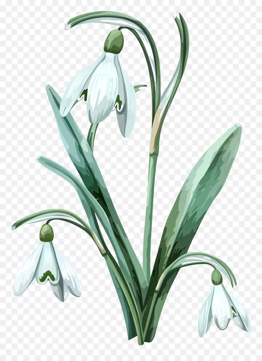 Perce Neige，Fleur De Perce Neige PNG