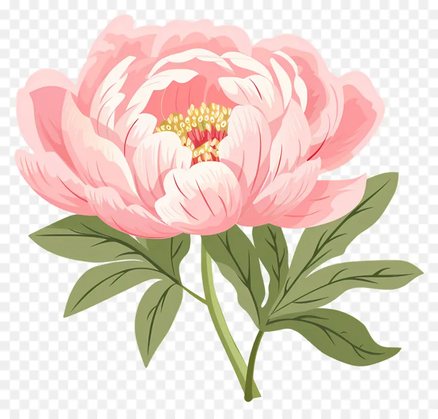 Fleur De Pivoine，Fleur Rose PNG