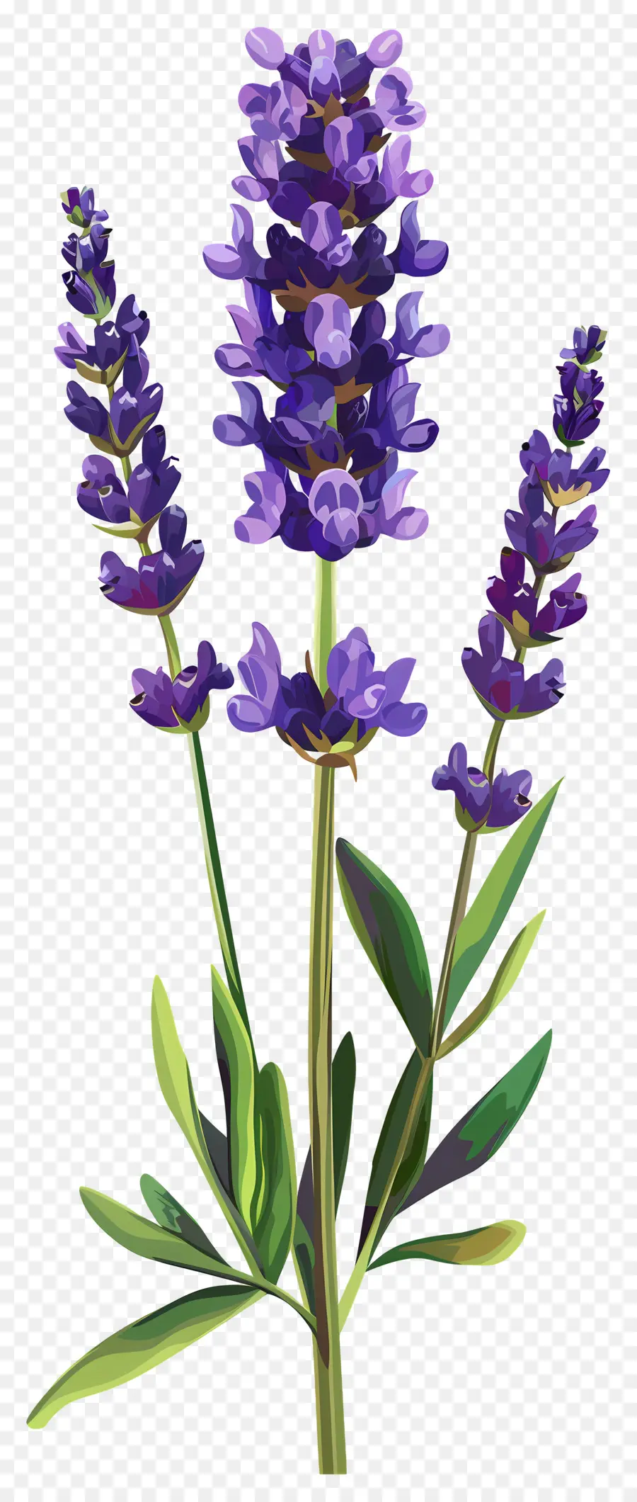 Fleur De Lavande，Fleurs Violettes PNG