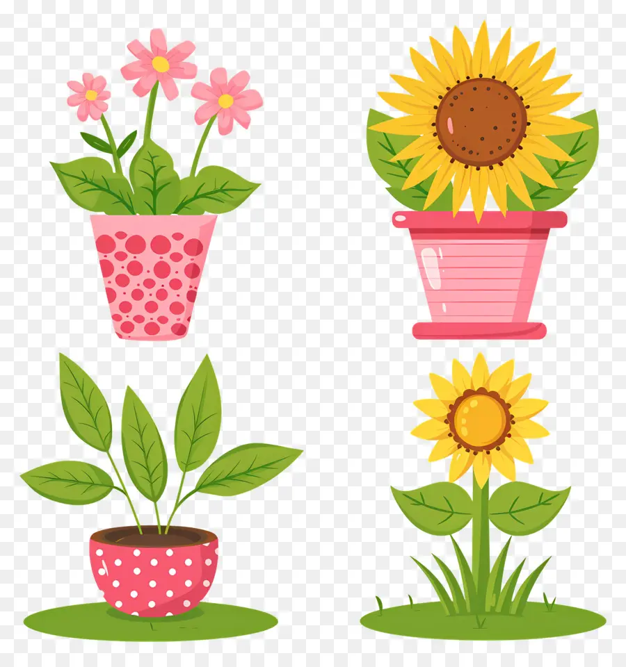 Plantes En Pot，Pots De Tournesol PNG