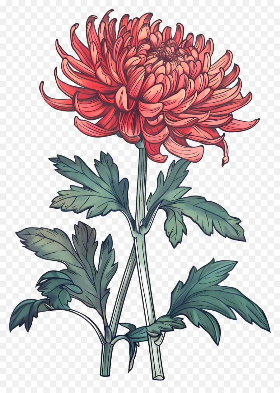 Fleur Vintage，Chrysanthème Rouge PNG