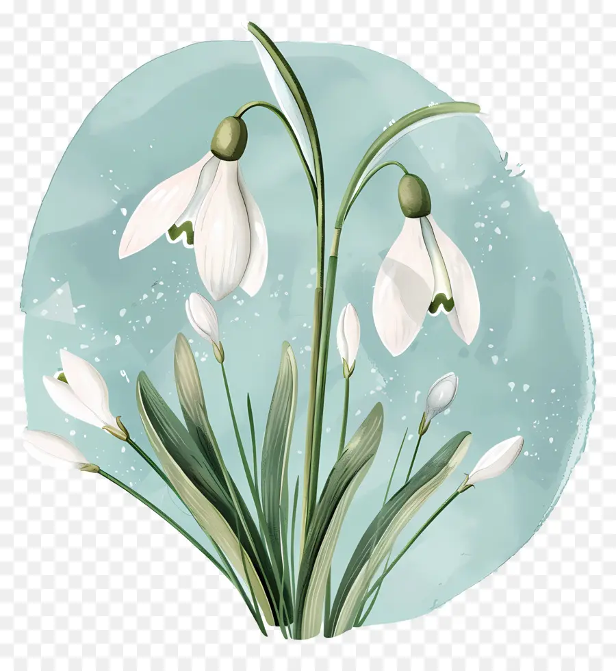 Perce Neige，Illustration De Perce Neige PNG