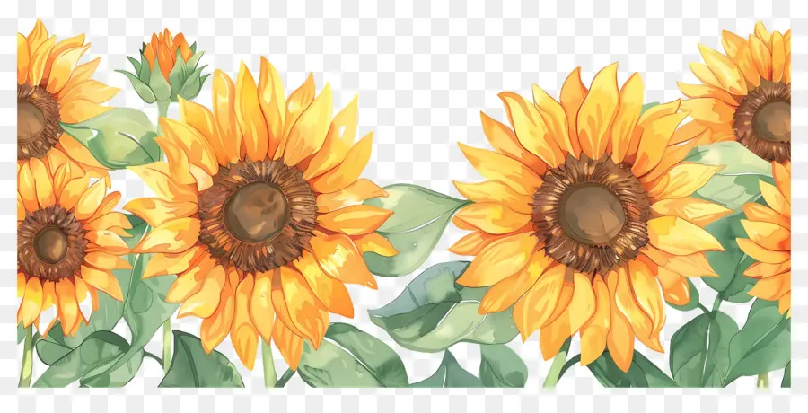 Bordure De Tournesols，Tournesols D'affilée PNG