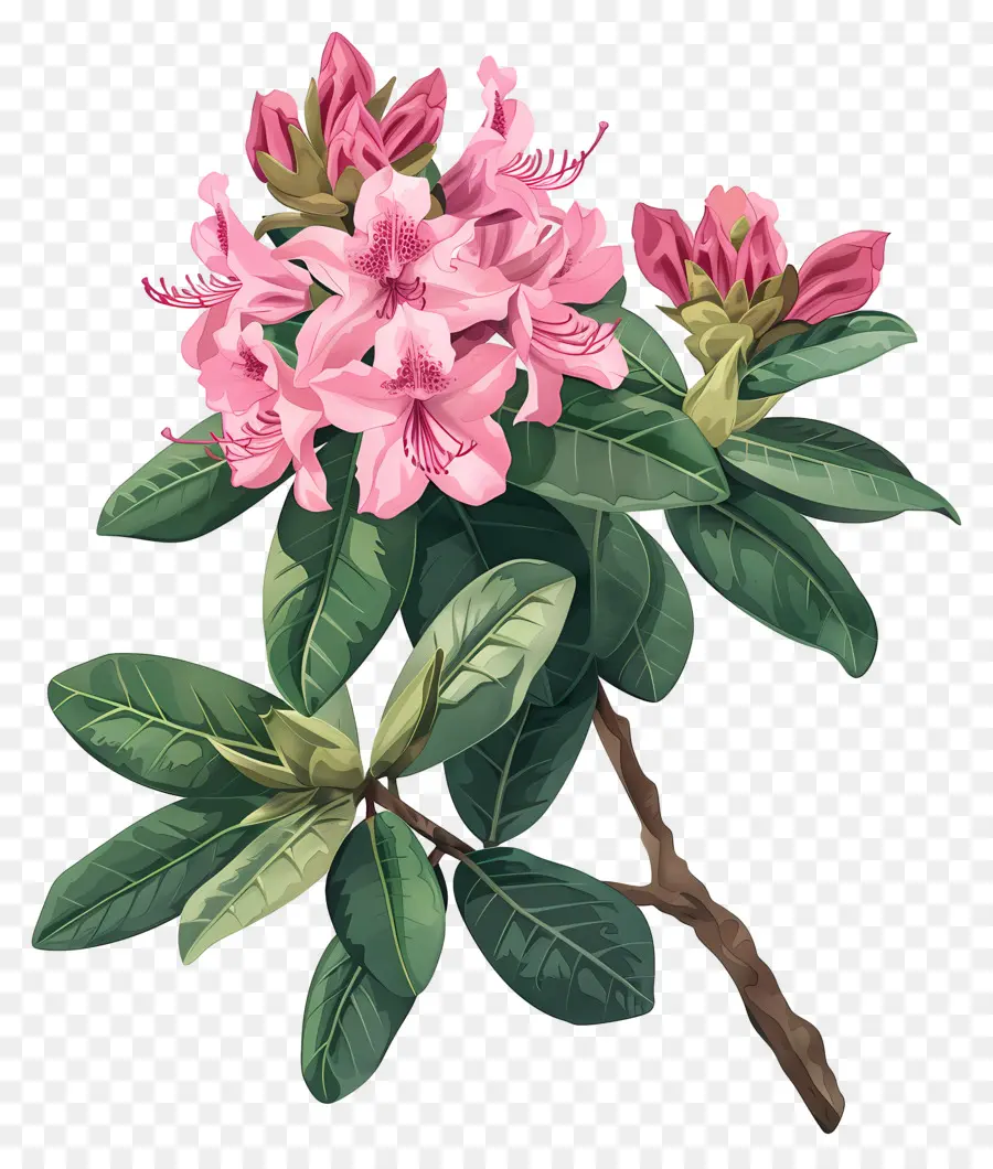 Fleurs Anciennes，Rhododendron Rose PNG