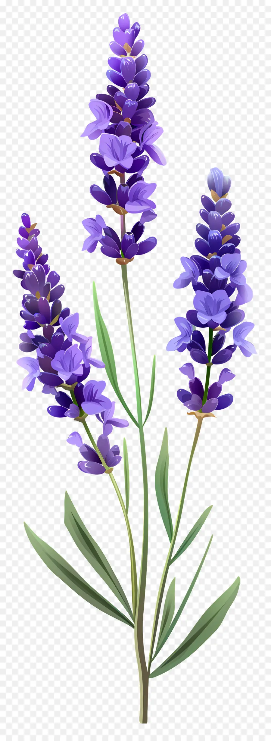 Fleur De Lavande，Fleurs Violettes PNG