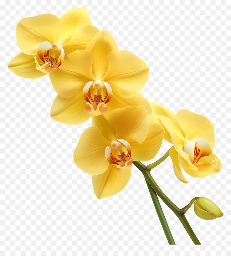 Fleur D'orchidée，Orchidée Blanche PNG