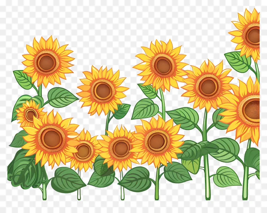 Bordure De Tournesols，Tournesols PNG