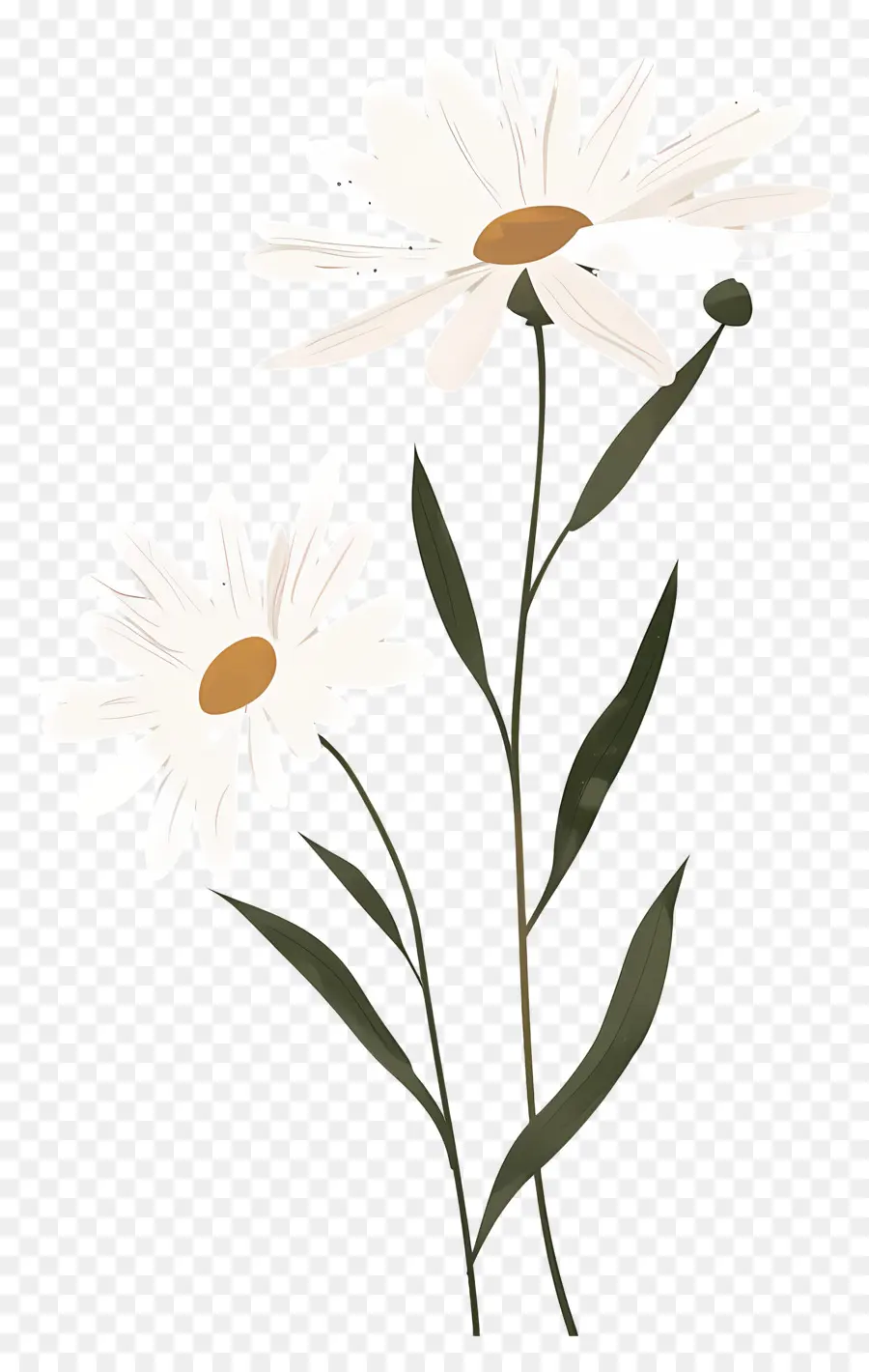 Fleurs De Marguerite，Marguerites Artistiques PNG