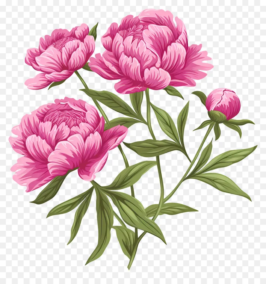 Fleurs De Pivoine，Fleurs Roses PNG