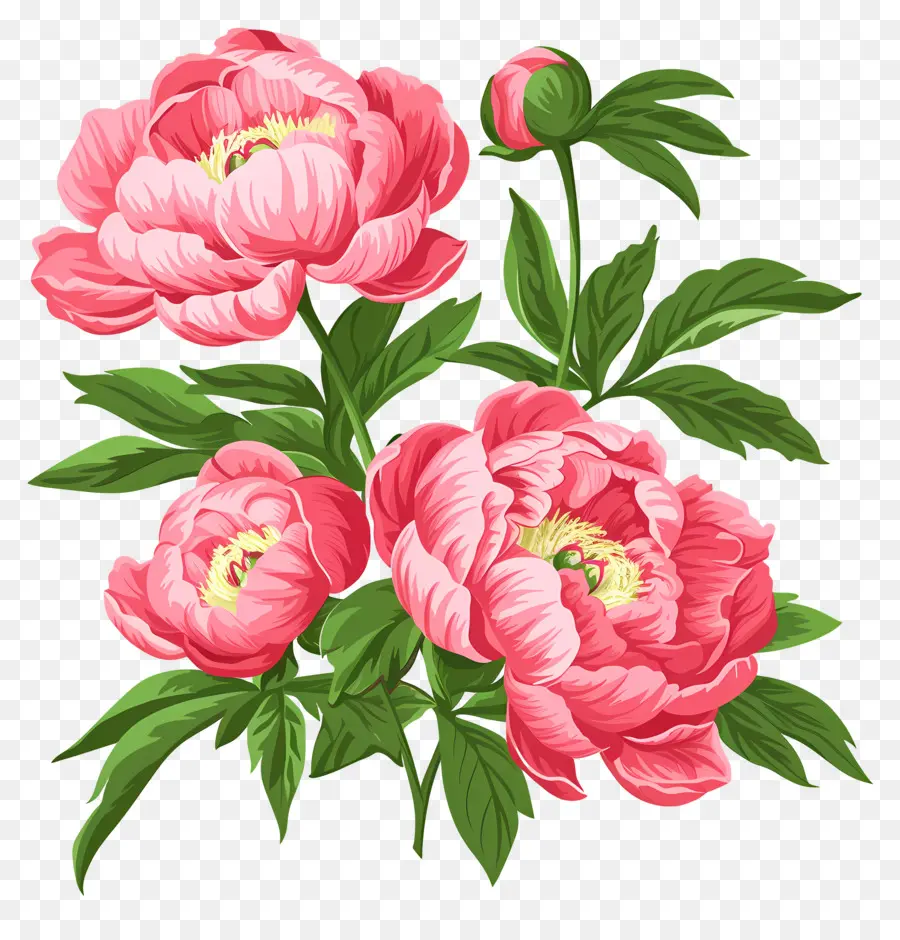 Fleurs De Pivoine，Fleurs Roses PNG