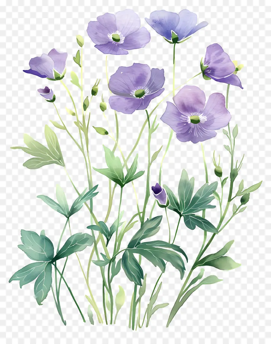 Fleurs Aquarelles，Fleurs Pastel PNG