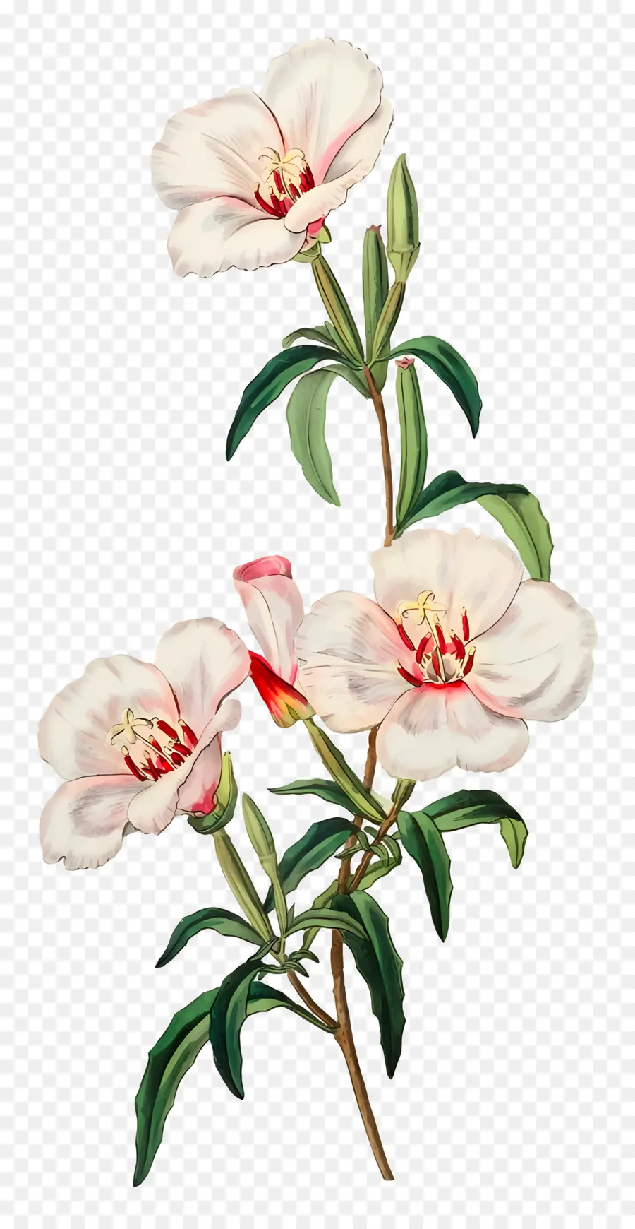 Fleurs Anciennes，Fleurs Blanches PNG