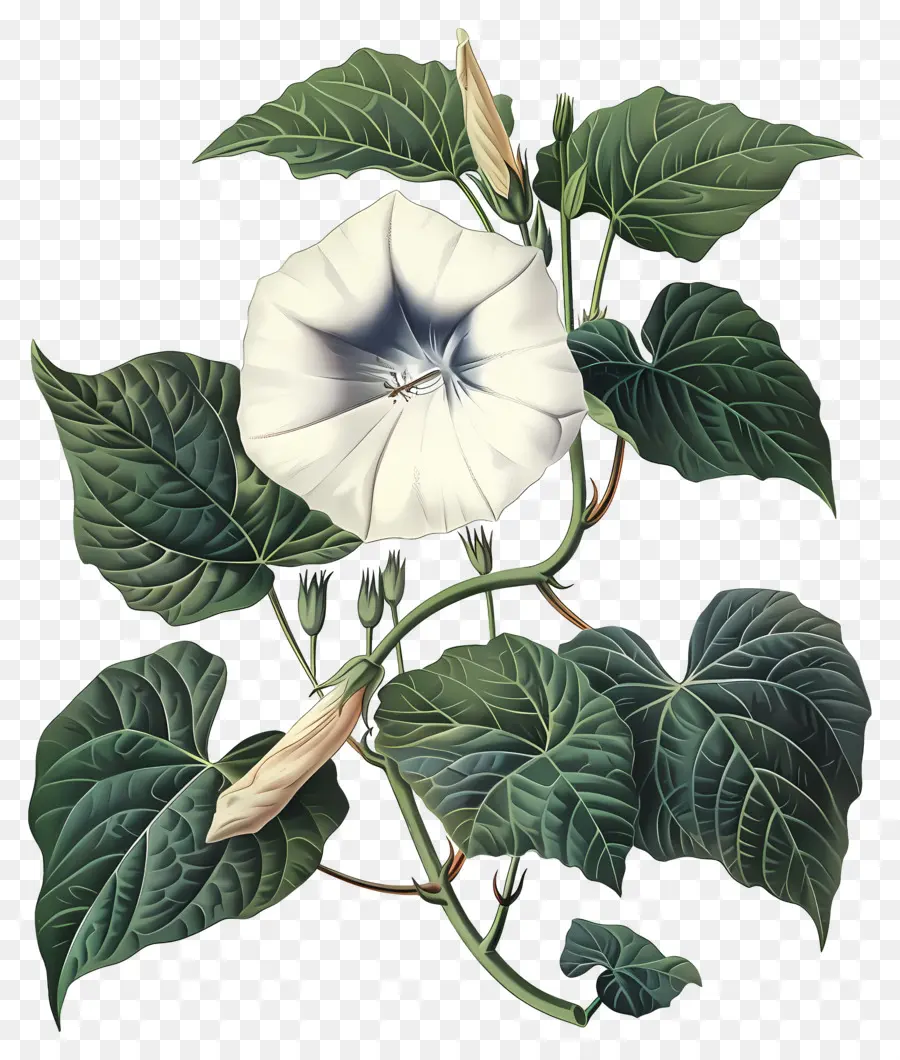 Fleurs Anciennes，Gloire Du Matin Blanc PNG