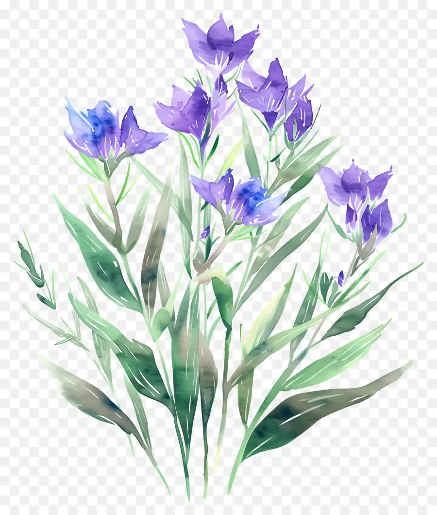 Fleurs Aquarelles，Fleurs Bleues PNG