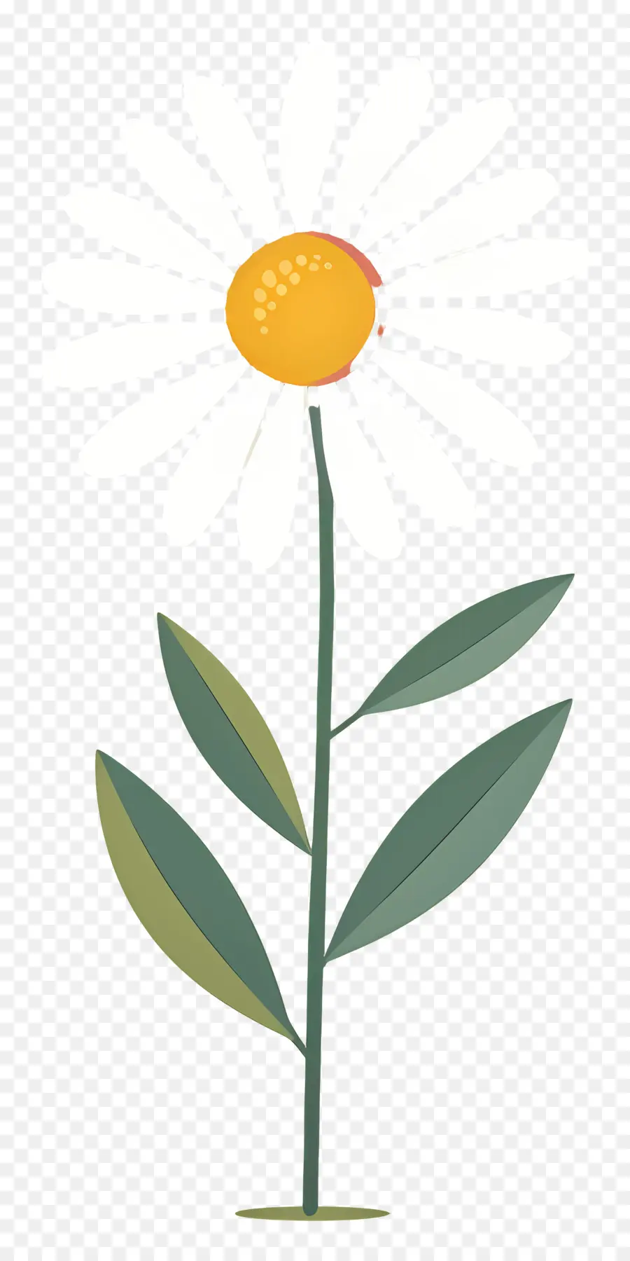 Fleur De Marguerite，Marguerite Blanche PNG