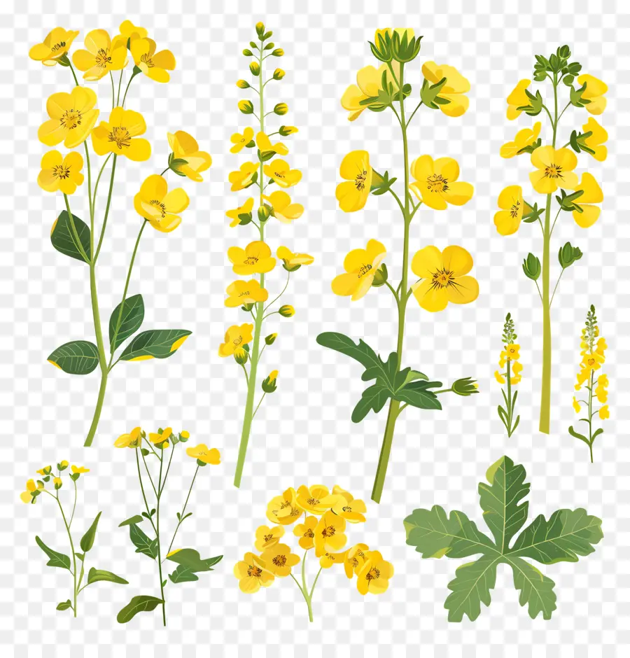 Fleurs De Colza，Fleurs Jaunes PNG