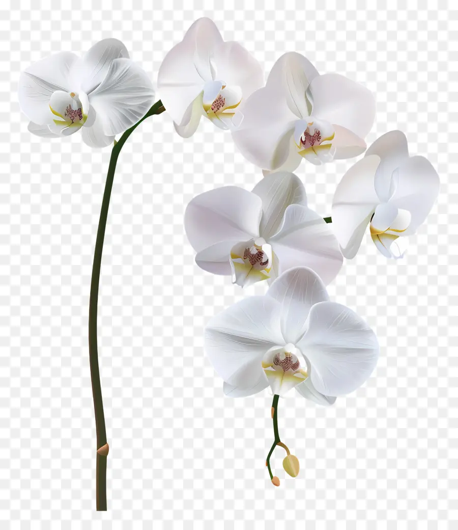 Fleur D'orchidée，Orchidée Blanche PNG