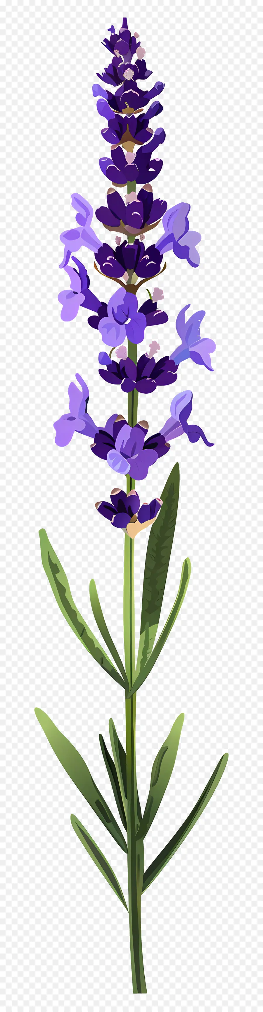 Fleur De Lavande，Fleurs Violettes PNG