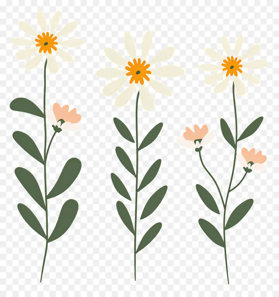 Fleurs De Marguerite，Marguerites Illustrées PNG