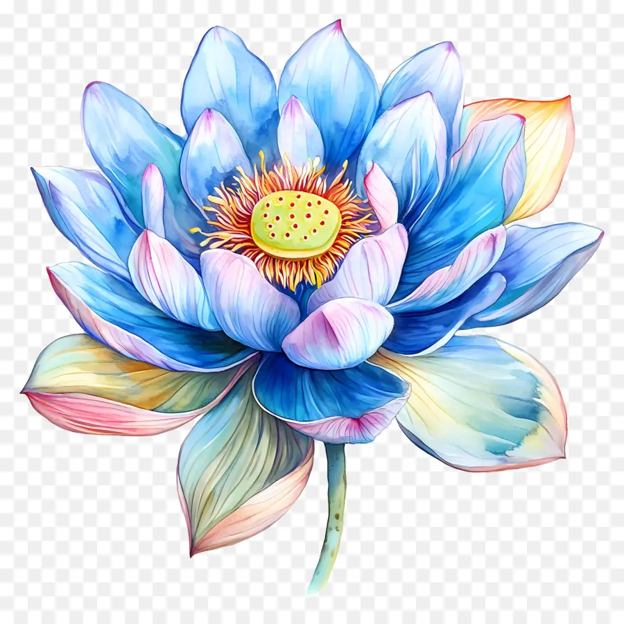 Lotus Aquarelle，Fleur Bleue PNG