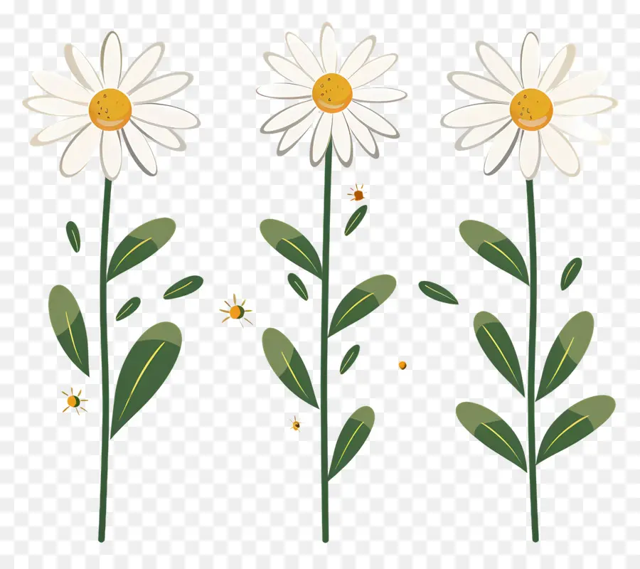 Fleurs De Marguerite，Marguerites Illustrées PNG